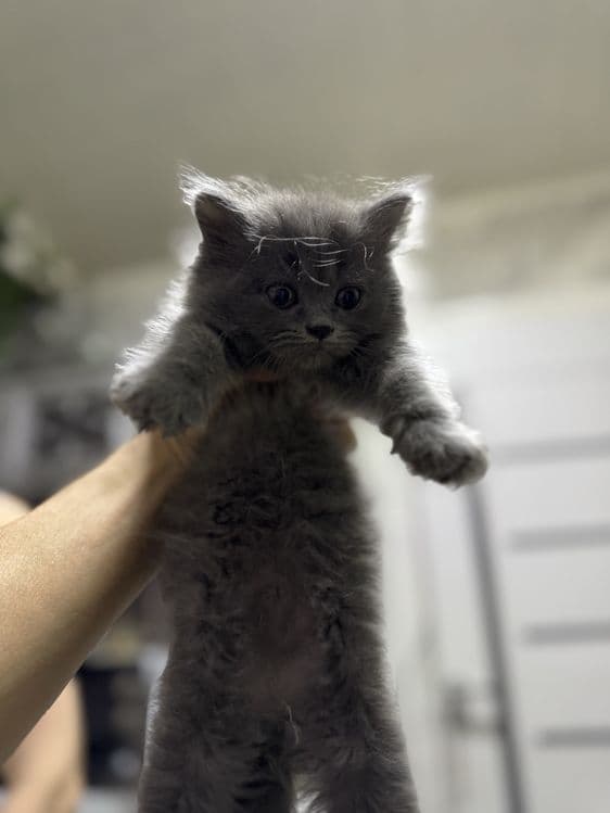 Продаются котята — 5