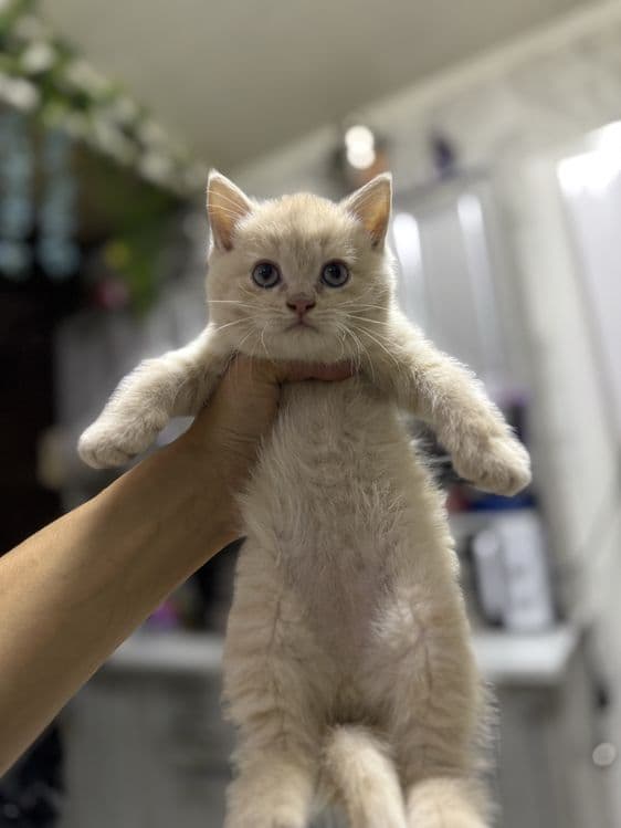 Продаются котята — 6