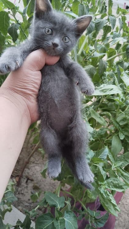 Шотландский мушук — 1