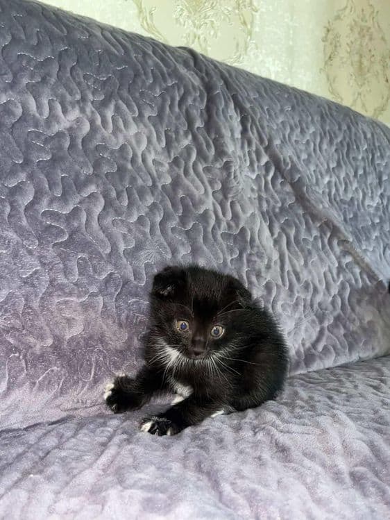 Scottish fold bolasi — 1