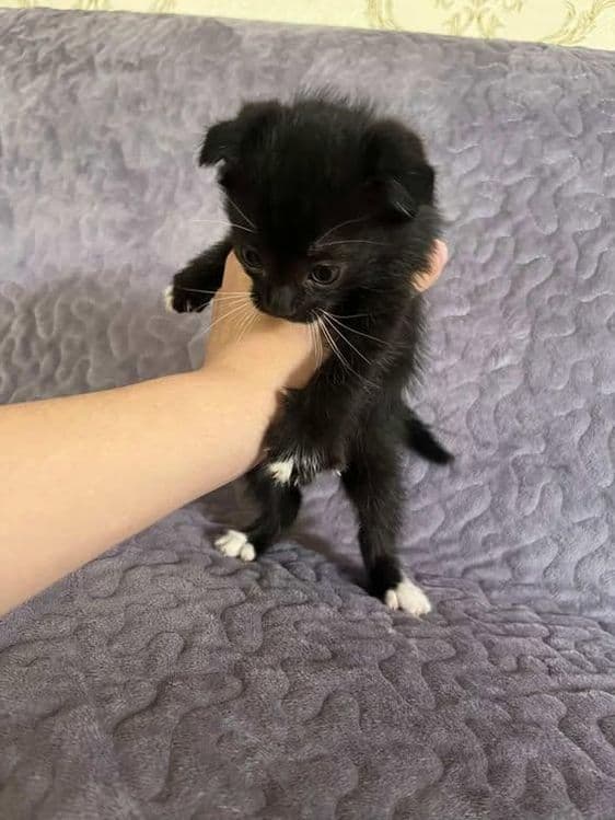Scottish fold bolasi — 2