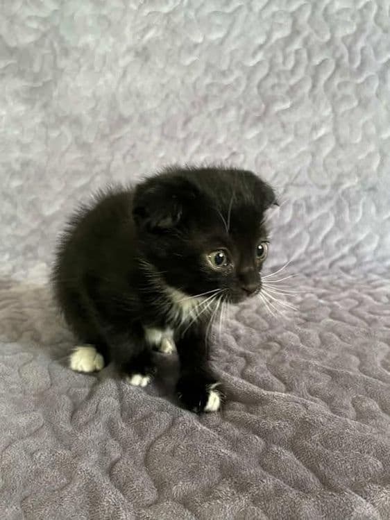 Scottish fold bolasi — 3