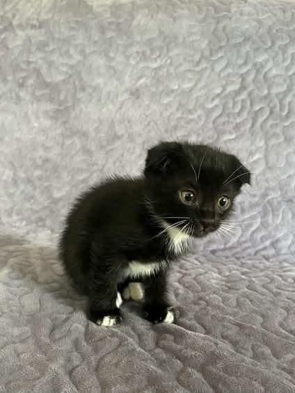 Scottish fold bolasi — 4