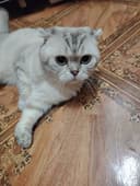 Скотиш фолд  2 года в добрые руки