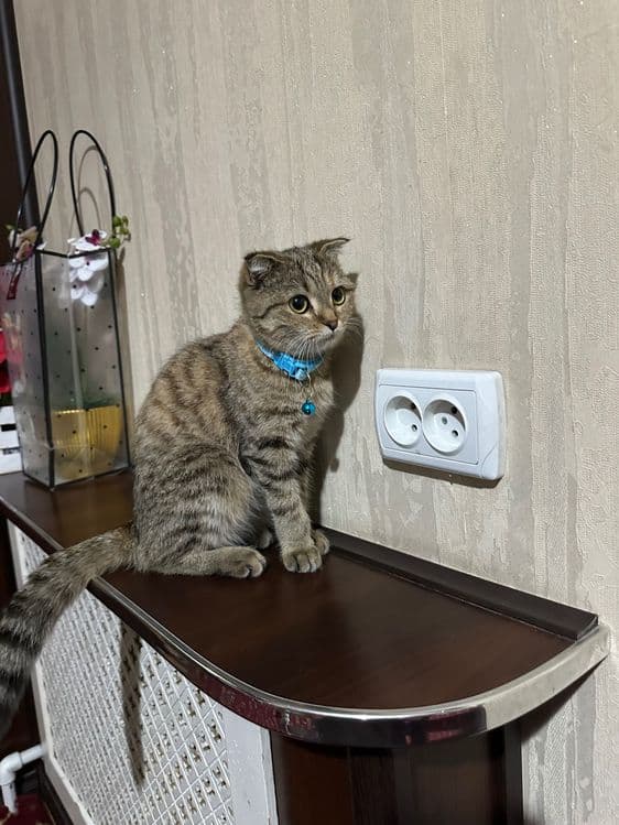 Zotli mushuk sotiladi 8 oyli bolasi — 3