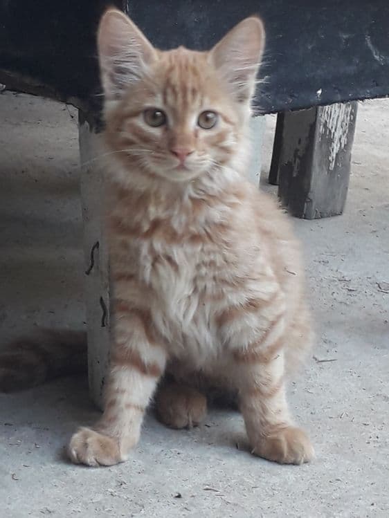 Кошка Скотиш страйт(Сибирьский) — 2