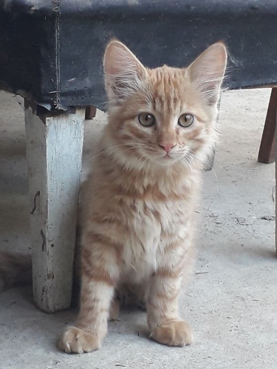 Кошка Скотиш страйт(Сибирьский) — 3