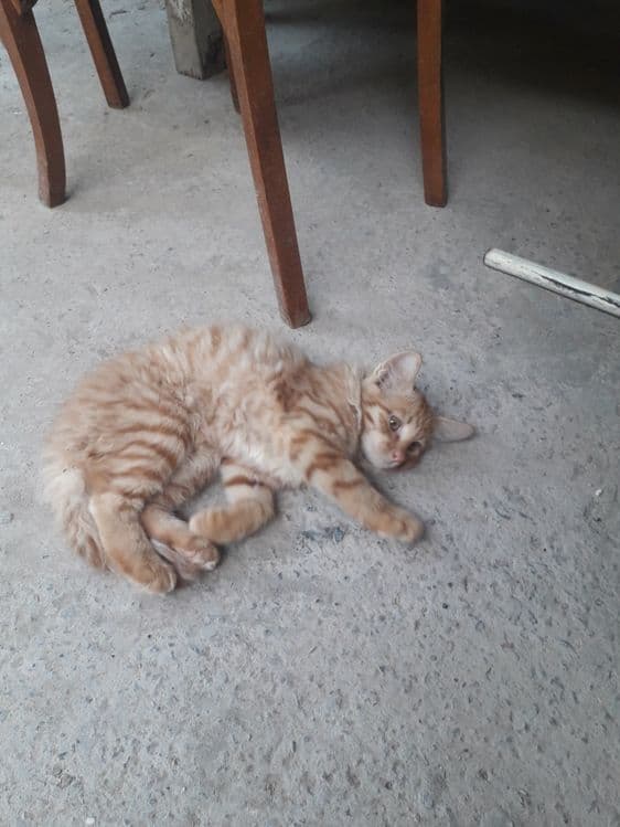 Кошка Скотиш страйт(Сибирьский) — 4
