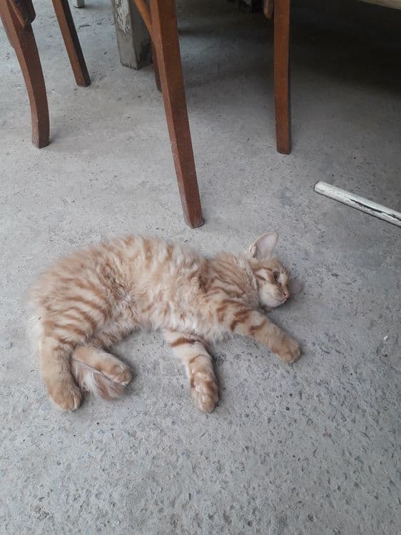 Кошка Скотиш страйт(Сибирьский) — 5