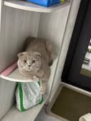 Продаётся шотландский кот.