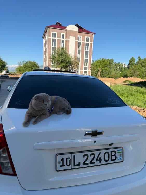 Продаётся шотландский кот. — 2
