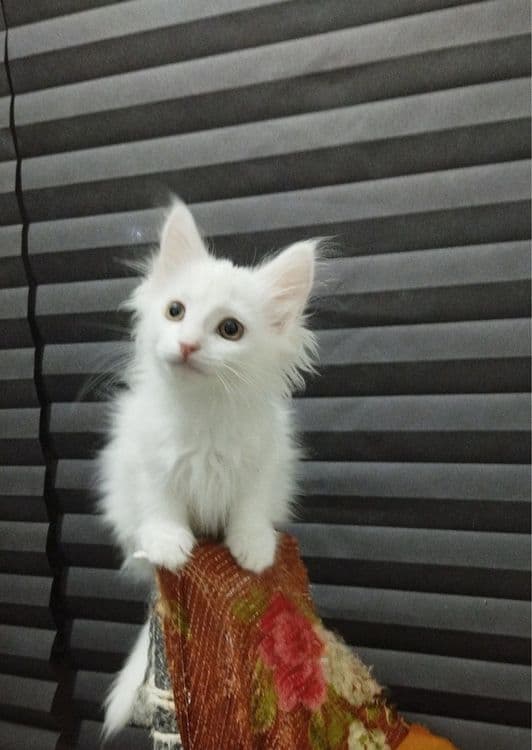 Мальчишка ищет свой дом! — 1