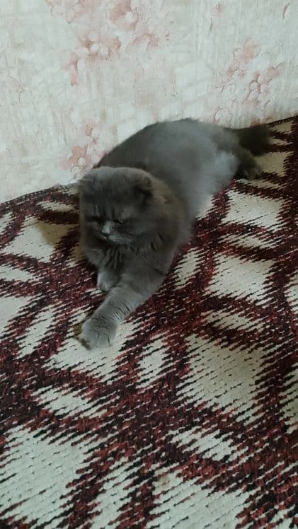Skotsh foold parodali erke mushu sotiladi srochna toza boqilgan — 2