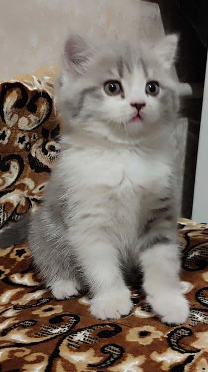 Продается девочка скотиш-страйт. — 3