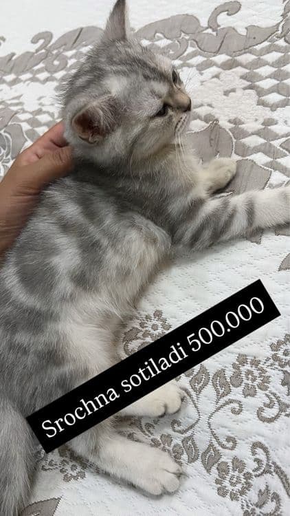 Mushula 500.000 so’mdan bervoraman — 3