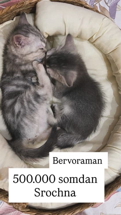 Mushula 500.000 so’mdan bervoraman — 4