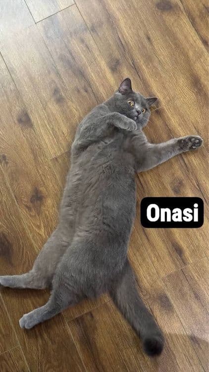 Mushuk ona va bolalari sotiladi — 5