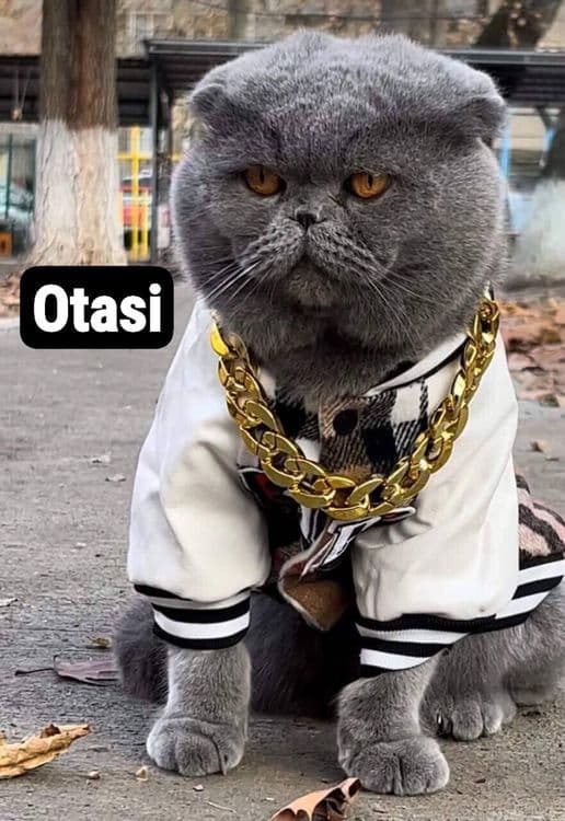 Mushuk ona va bolalari sotiladi — 6