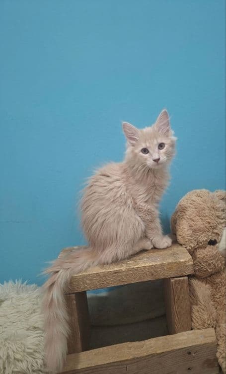 Продаются котята мейн-куна с русской голубой — 2