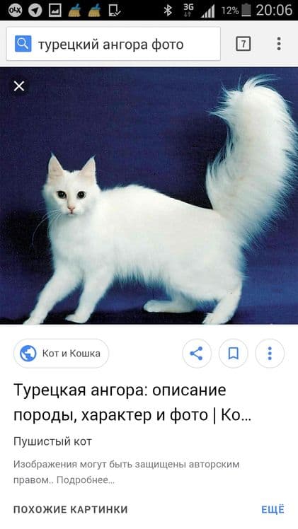 Arzon narxda turetskiy angora — 8
