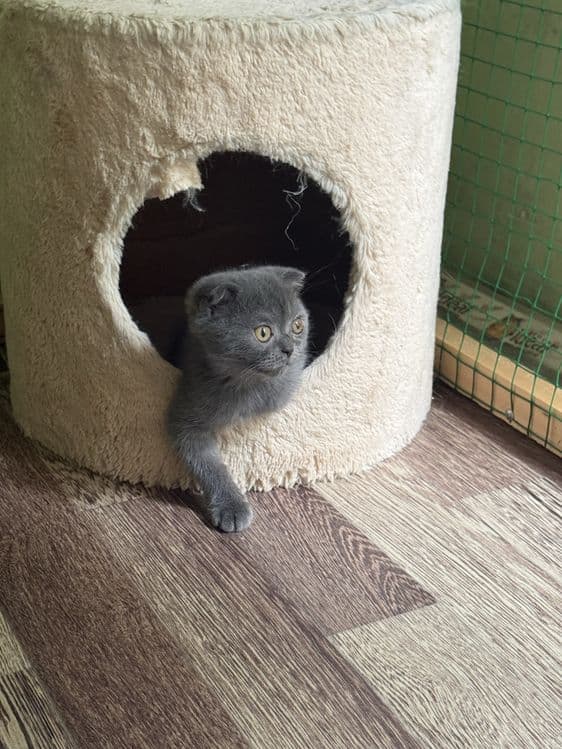 Катята скоттиш фолд и страйт — 1