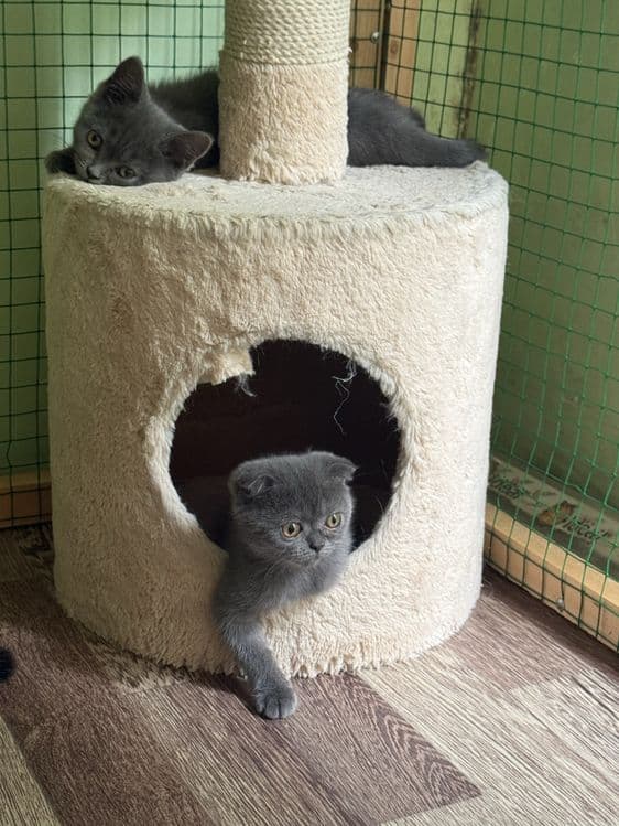 Катята скоттиш фолд и страйт — 2
