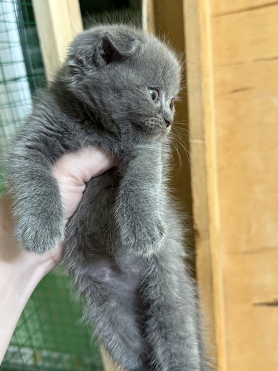 Катята скоттиш фолд и страйт — 4