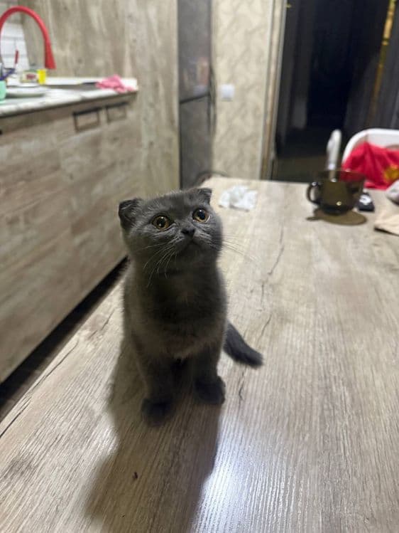 Катята скоттиш фолд и страйт — 5