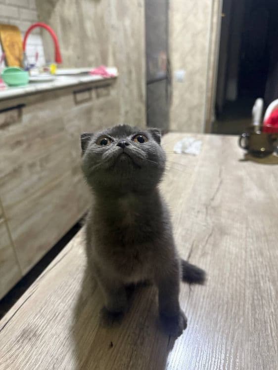 Катята скоттиш фолд и страйт — 6