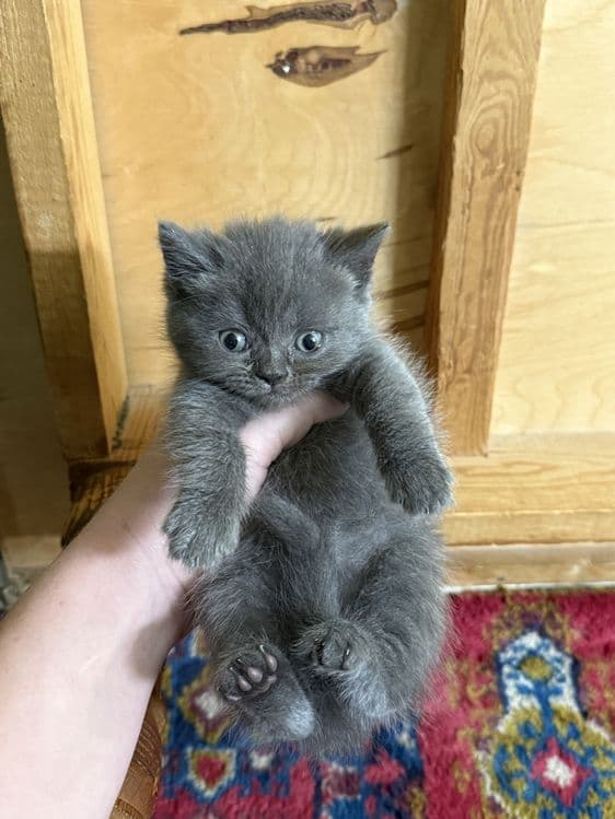 Катята скоттиш фолд и страйт — 7