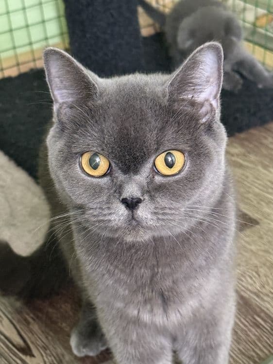 Катята скоттиш фолд и страйт — 8
