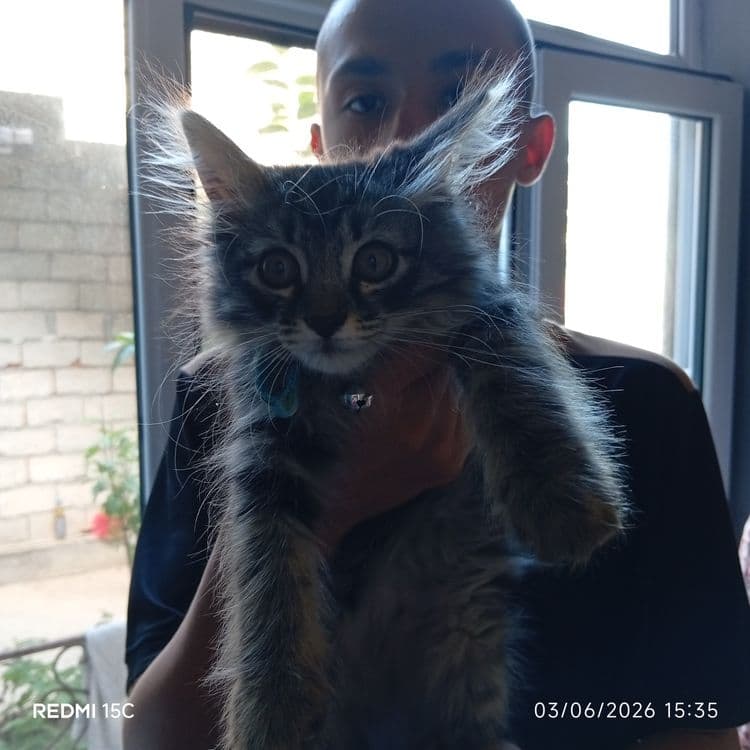 Mushuk sotiladi shirincha — 8