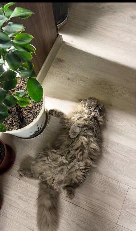 Scottish Fold Zotli Toza qon — 2