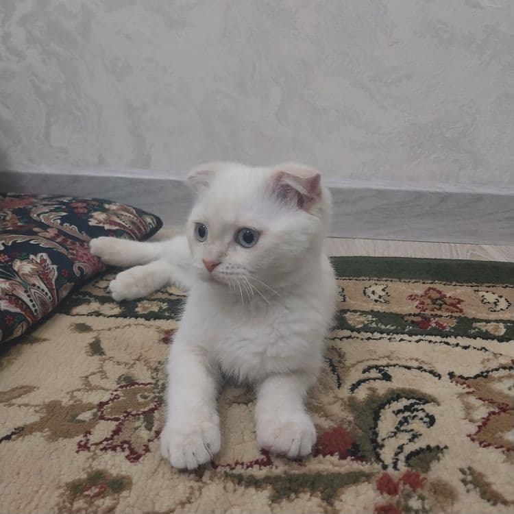 Mushuk sotiladi domashni 1mln yana kelishamjz — 1