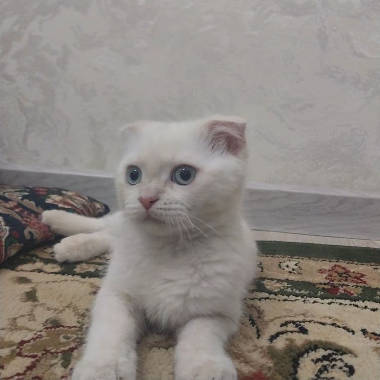 Mushuk sotiladi domashni 1mln yana kelishamjz — 3