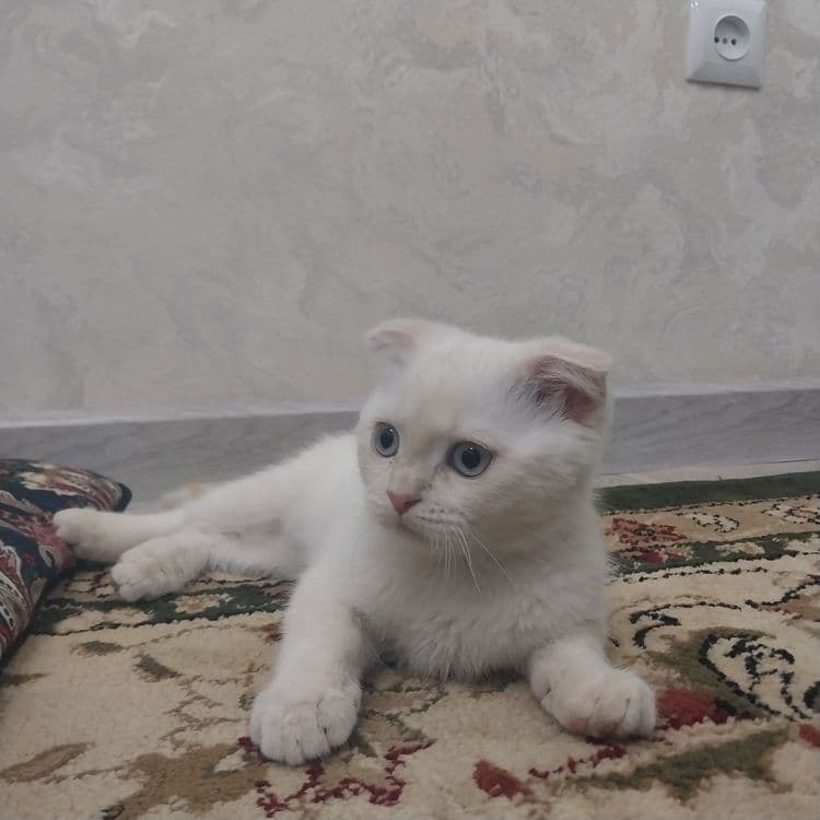 Mushuk sotiladi domashni 1mln yana kelishamjz — 4