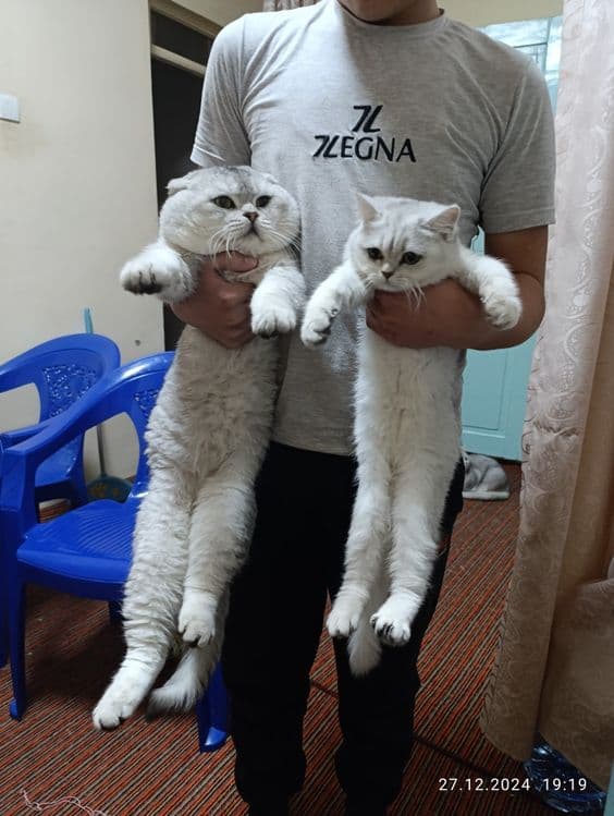 Вяска фолд шадланиский — 3
