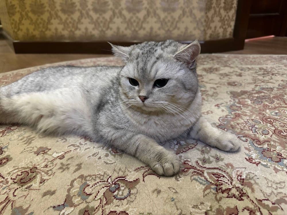 Британский Серебристый шиншила вязка тозза кон! сотилмиди! — 3
