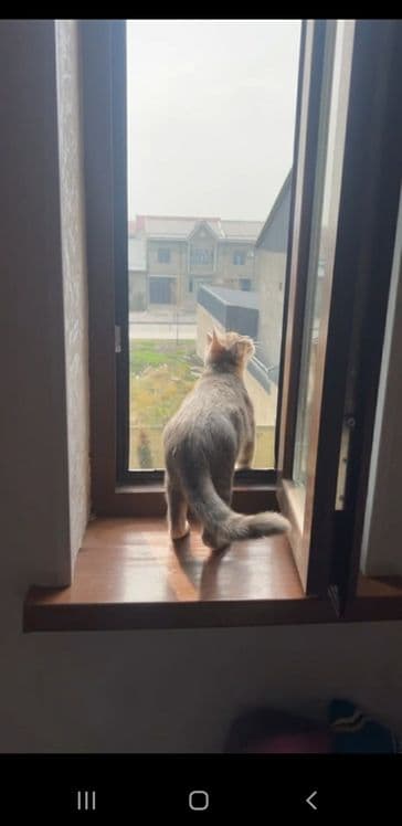 Кошка породистая малайская — 2