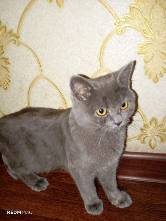 Mushuk britanskiy shorthair — 2