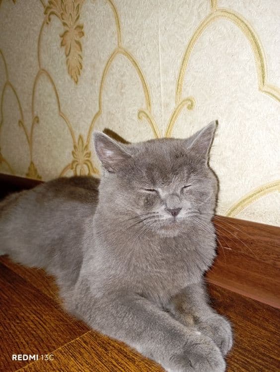 Mushuk britanskiy shorthair — 3