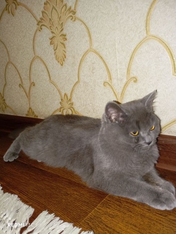 Mushuk britanskiy shorthair — 4