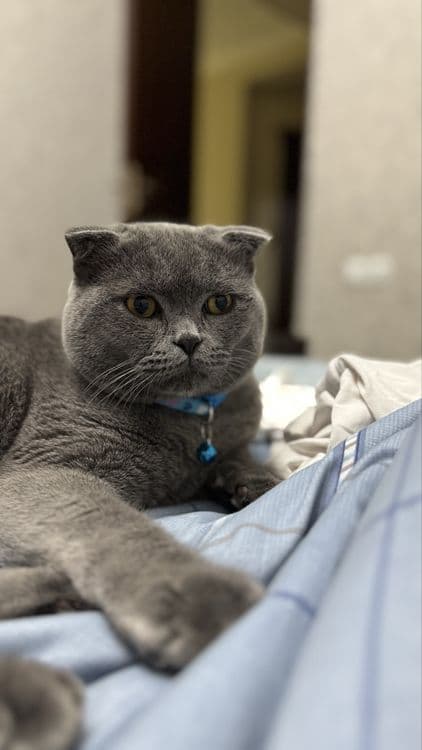 Скоттиш-фолд, (британский вислоухий) 1 год, спокойный и ласковый кот — 2