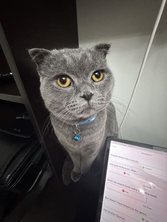 Скоттиш-фолд, (британский вислоухий) 1 год, спокойный и ласковый кот — 3