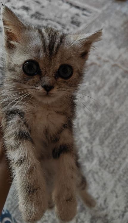 Катенок  Британская короткошерстная — 2
