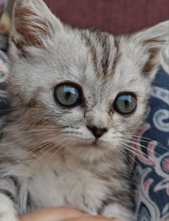Катенок  Британская короткошерстная — 3