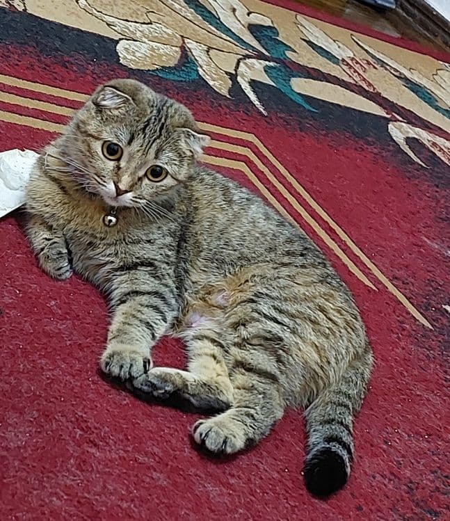 Scottish fold sotiladi — 2