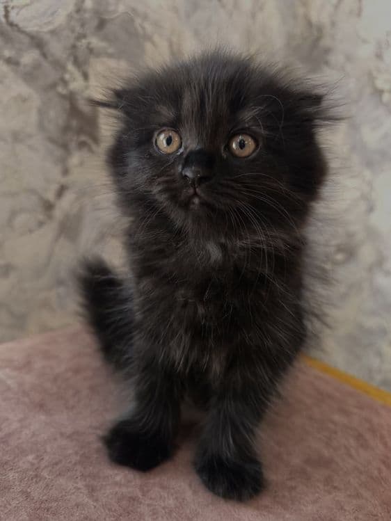 Продаётся котёнок редкой и очень красивой породы Скоттиш-фолд хайленд — 4