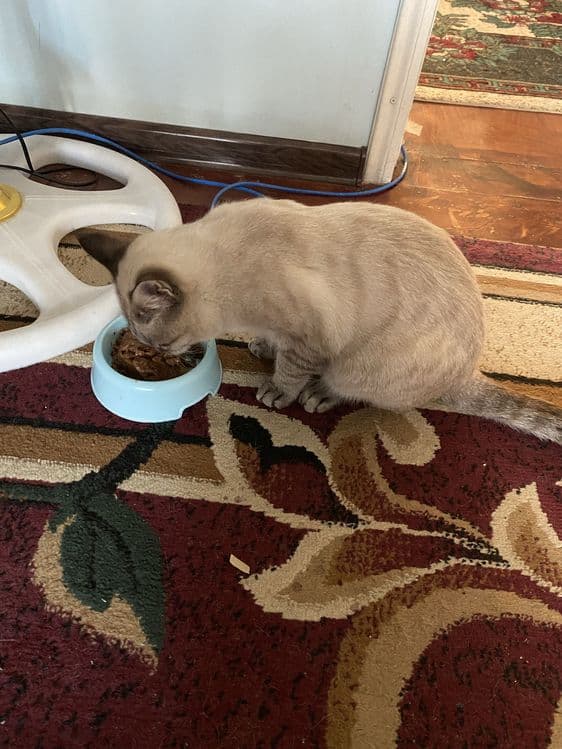 Scottish fold  10 oyli — 2