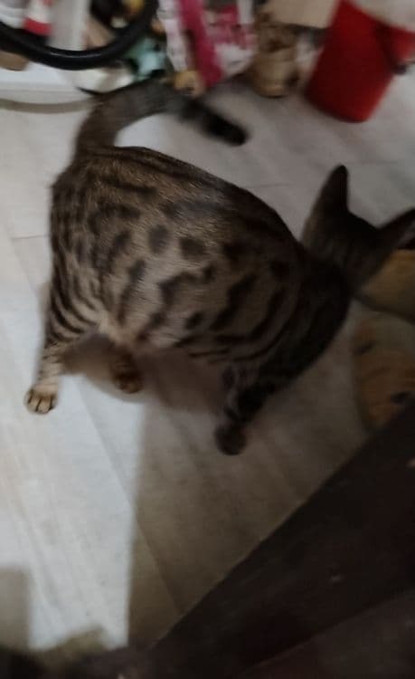 Bengal mushuk sotiladi — 2